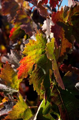 Fall 2010