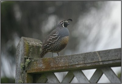 A California Quail