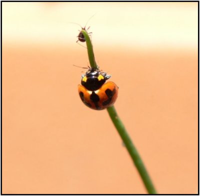 ladybird