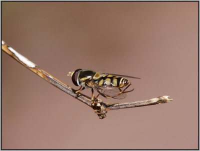 hoverfly