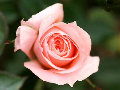 Flower Power 'Frycassia' Patio Rose