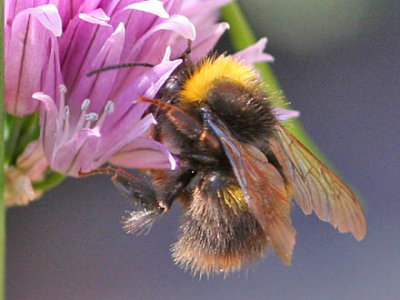 Bee on Chive