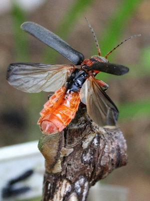 Cantharid Bug