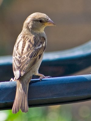 Garden Bird2