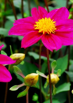 Flowers at the Jardin des Plantes