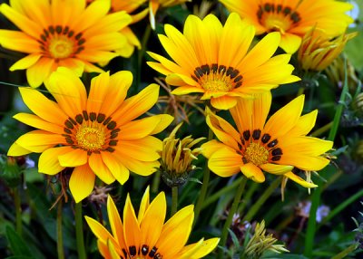 Flowers at the Jardin des Plantes