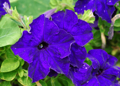 Flowers at the Jardin des Plantes