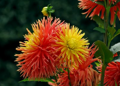 Dahlias at the Jardin des Plantes