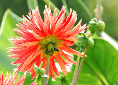 Dahlia at the Jardin des Plantes