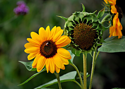 Flowers at the Jardin des Plantes