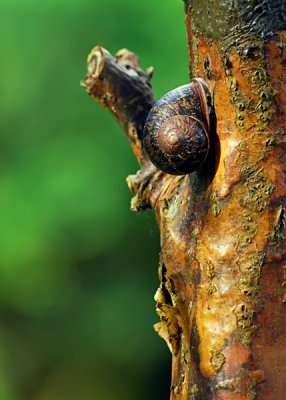 Monet's Garden - Snail on a Stump