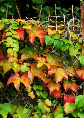 Giverny-Fence with Ivy