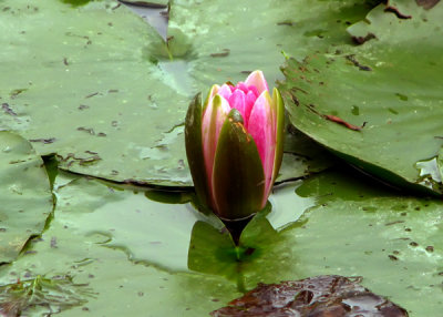 Monet's Garden Water Lily
