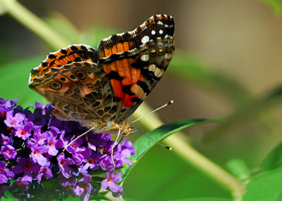 Butterfly on Butterfly Bush