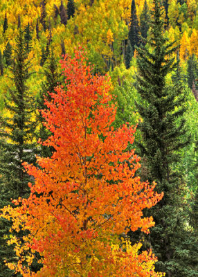 Fiery Leaves at Vail