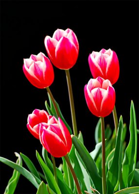 Six Pack of Red Tulips