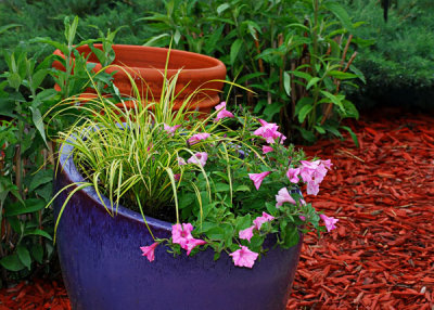 Pink Petunias in Purple Pot