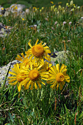 Wildflowers Along the Trail