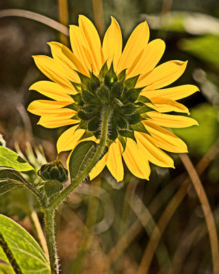 The Little Sunflower