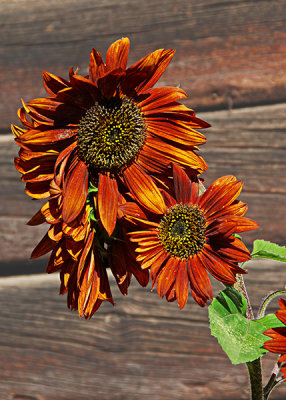 Terracotta sunflowers