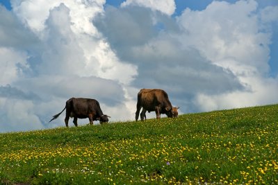 _DSC2799.jpg