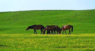 _DSC3115.jpg
