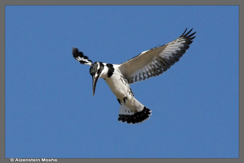    Pied Kingfisher