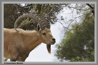  Nubian Ibex