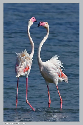   Greater Flamingo