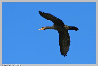   Great Cormorant