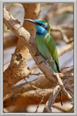    Little Green Bee-eater
