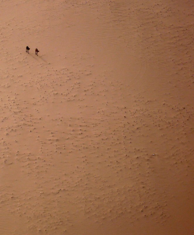 Camels
