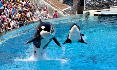 san_diego_sea_world