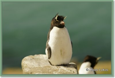 Falklands