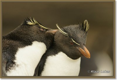 Falklands