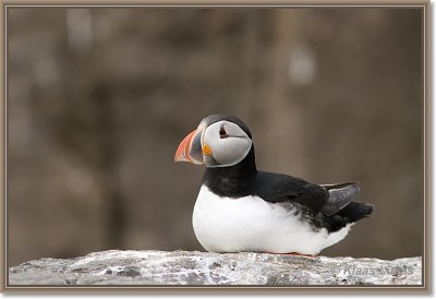 sized__DSC1012a.JPG