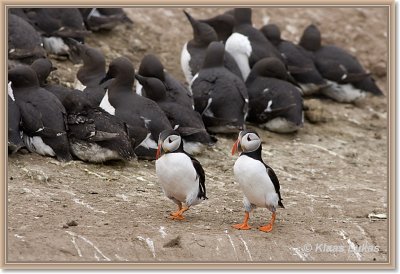 sized__DSC0907a.JPG