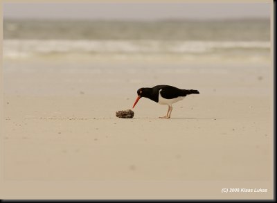 Falklands