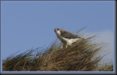 Red-backed Hawk