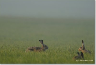 Rabbits