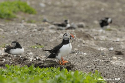 _DSC3469 puffin.JPG