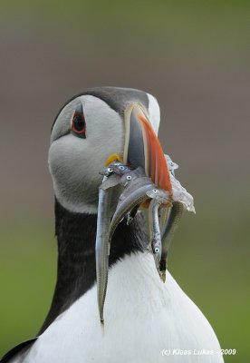 DSC3552 puffin.JPG