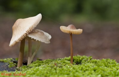 3140 stroe NikonD700 100912a.JPG