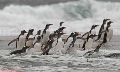 Falklands