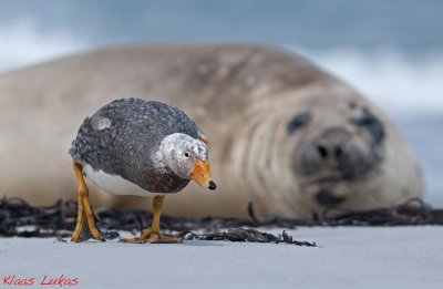 Falklands