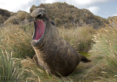 Falklands