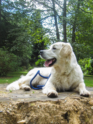 Still King of the Tree Stump