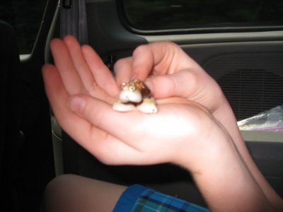 Aurora's hands and her shell turtle