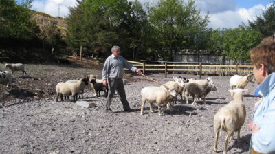 Brendan Ferris showing us the different breeds of sheep