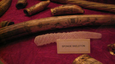 A very small sponge skeleton
